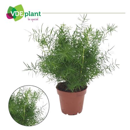 Asparagus Mazeppa