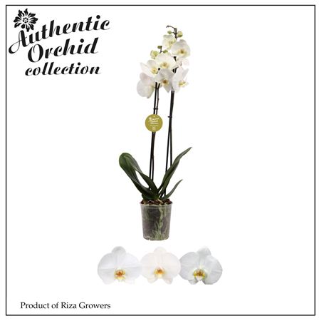 Phal 2st Authentic White 12+ (orchid Growers)