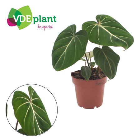 Philodendron Gloriosum 12
