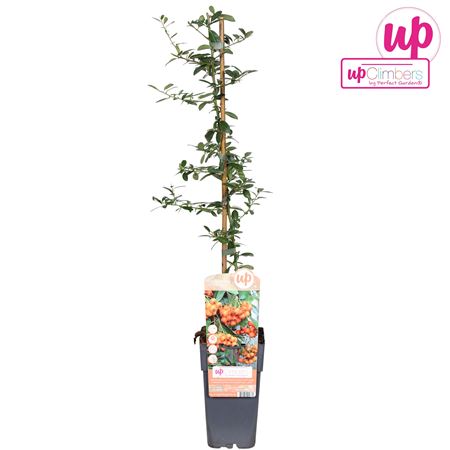 Pyracantha Orange Glow