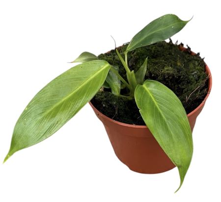 Philodendron Patriciae