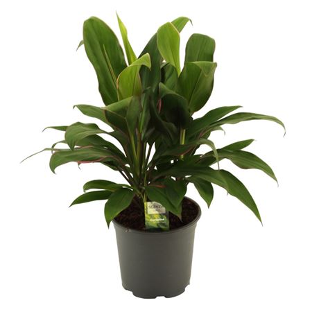 Cordyline Glauca 3pp