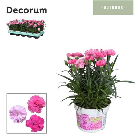 Dianthus I Love U (decorum)