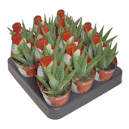 Haworthia Limifolia Spider White Potcover