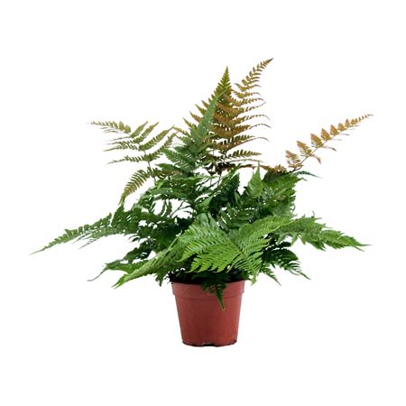 Dryopteris Erythrosora (winterhard)