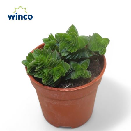 Crassula Estagnol
