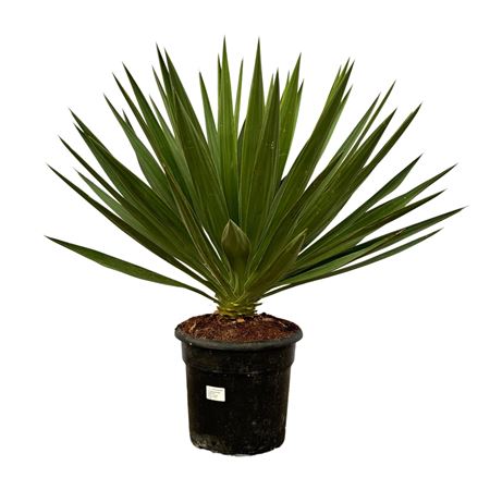 Yucca Gloriosa
