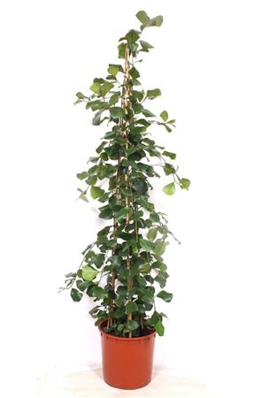Ficus Trinova