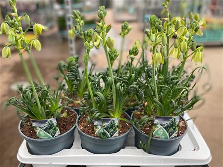 Albuca Spiralis Frizzle Sizzle