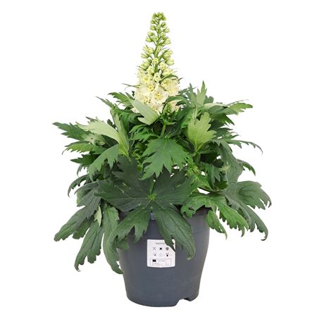 Delphinium White