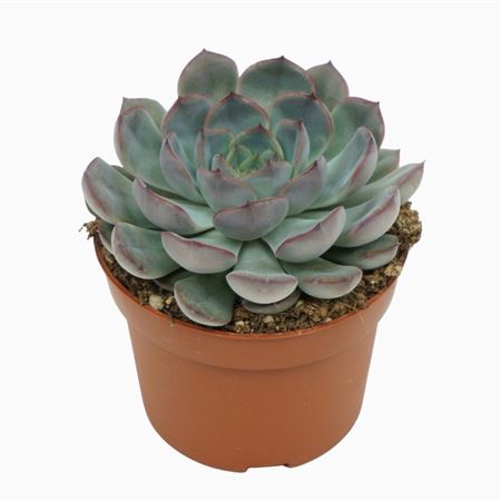 Echeveria Hercules.