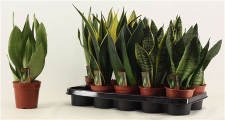 Sansevieria Super Mix