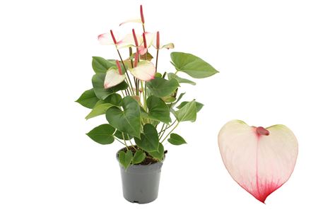 Anthurium 17 Cm Amalia Elegance In Haute Couture S