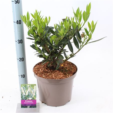Prunus Laur Otto Luyken
