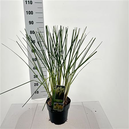 Cortaderia Sell Pumila
