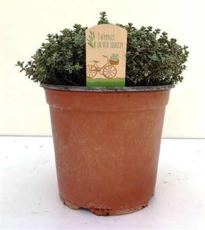 Thymus Silver Queen.