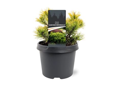 Pinus Mugo Carstens Wintergold