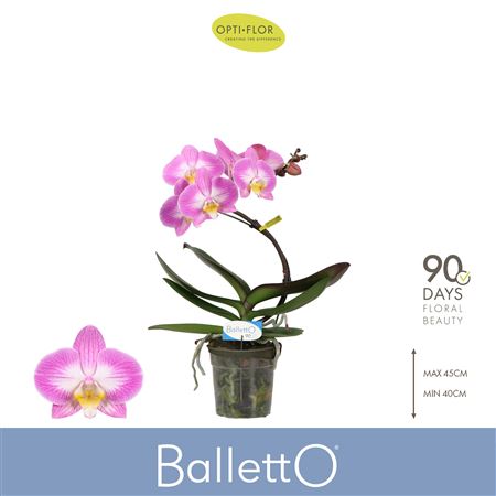 Phal 1st Balletto Spinturn (opti)