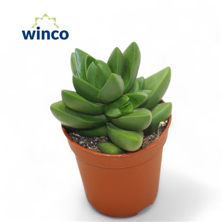 Crassula Silver Dollar