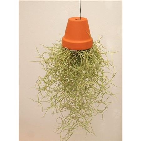 Tillandsia Terracotta