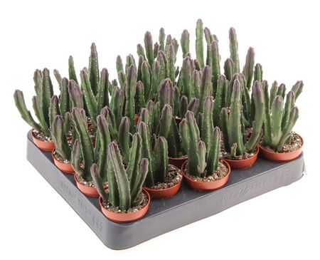 Stapelia Leendertziae