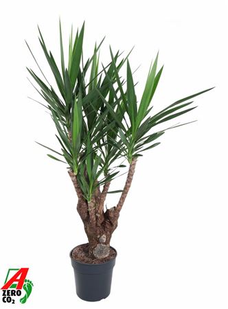 Yucca Branched Arms 3+