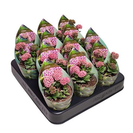 Crassula Bride's Bouquet Potcover