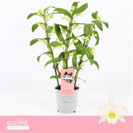 Dendr Nob 3st Apollon Compact Orchid Collection