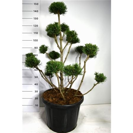 Pinus Mugo Noack