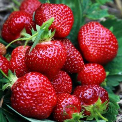 Земляника Хоней