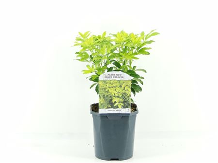 Choisya Ternata Sundance