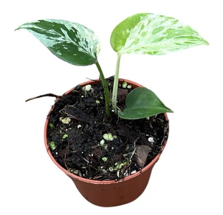 Monstera Bulbasaur