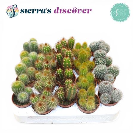 Cactus Mix Granada (discover)