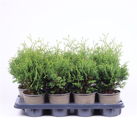 Thuja Occ Holmstrup
