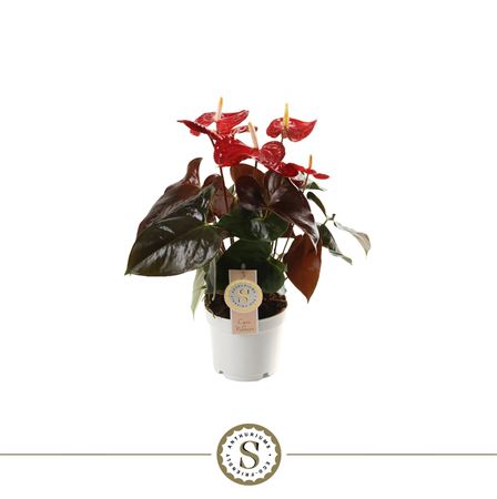 Anth An Coral Champion 4+