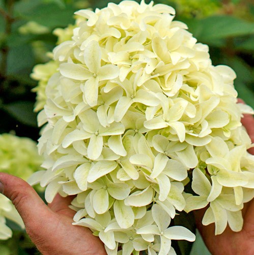 Гортензия метельчатая Скайфолл в тубе