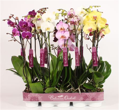 Phal 2st Mix 15+ (piko)