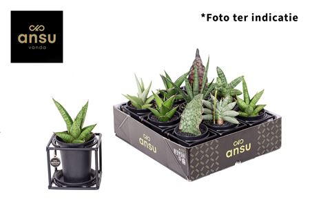 Sansevieria In Design Frame Mix