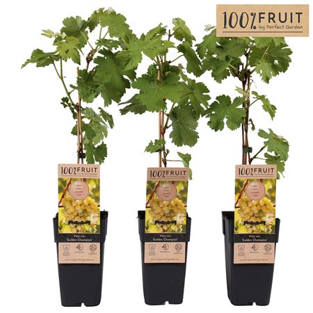 Vitis Vin Golden Champion