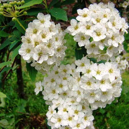 Спирея вангутта в тубе