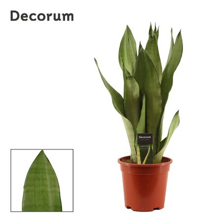 Sansevieria Moonshine (decorum)