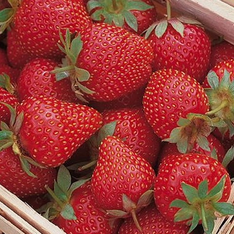 Земляника Симфони