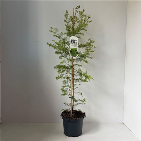 Metasequoia Glyptostroboides
