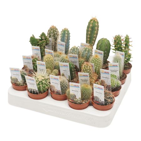 Cactus Mix Foto+ticket