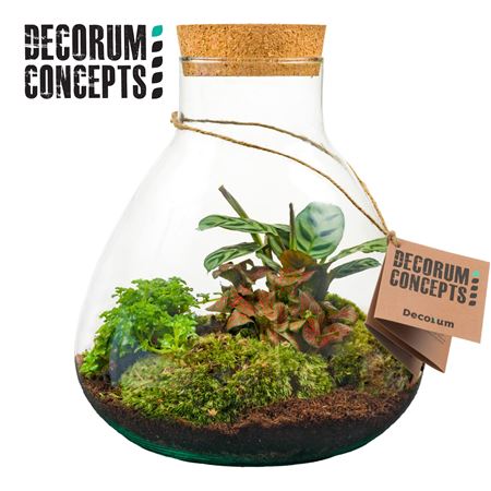 Terrarium Erlenmeyer Medium (decorum Concepts)