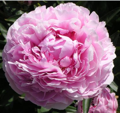 Пион травянистый Ша-Ла в тубе