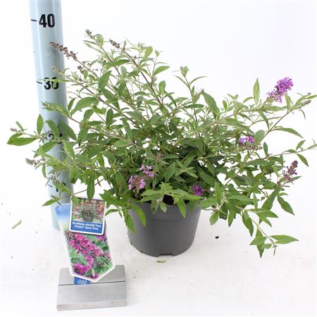 Buddleja Dav Free Petite Dark Pink