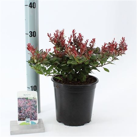 Berberis Thunb Atropurpurea Nana