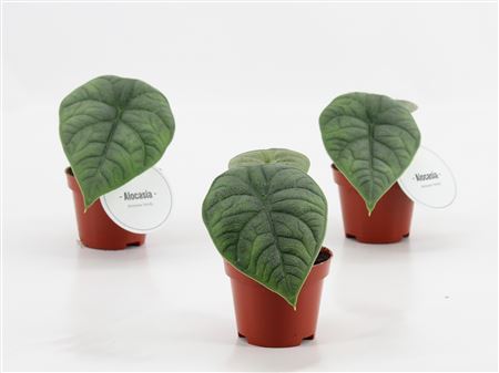 Alocasia Maharani