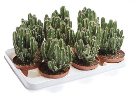 Cereus Florida